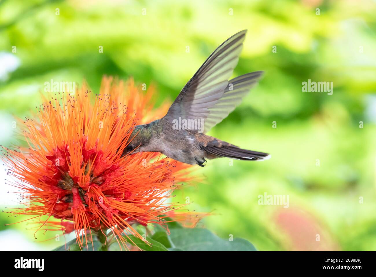 Femmina Ruby Topaz hummingbird alimentazione sul fiore Monkey Brush. Uccello in giardino. Hummingbird e fiori d'arancio. Alimentazione di Hummingbird. Uccello in tropicale Foto Stock