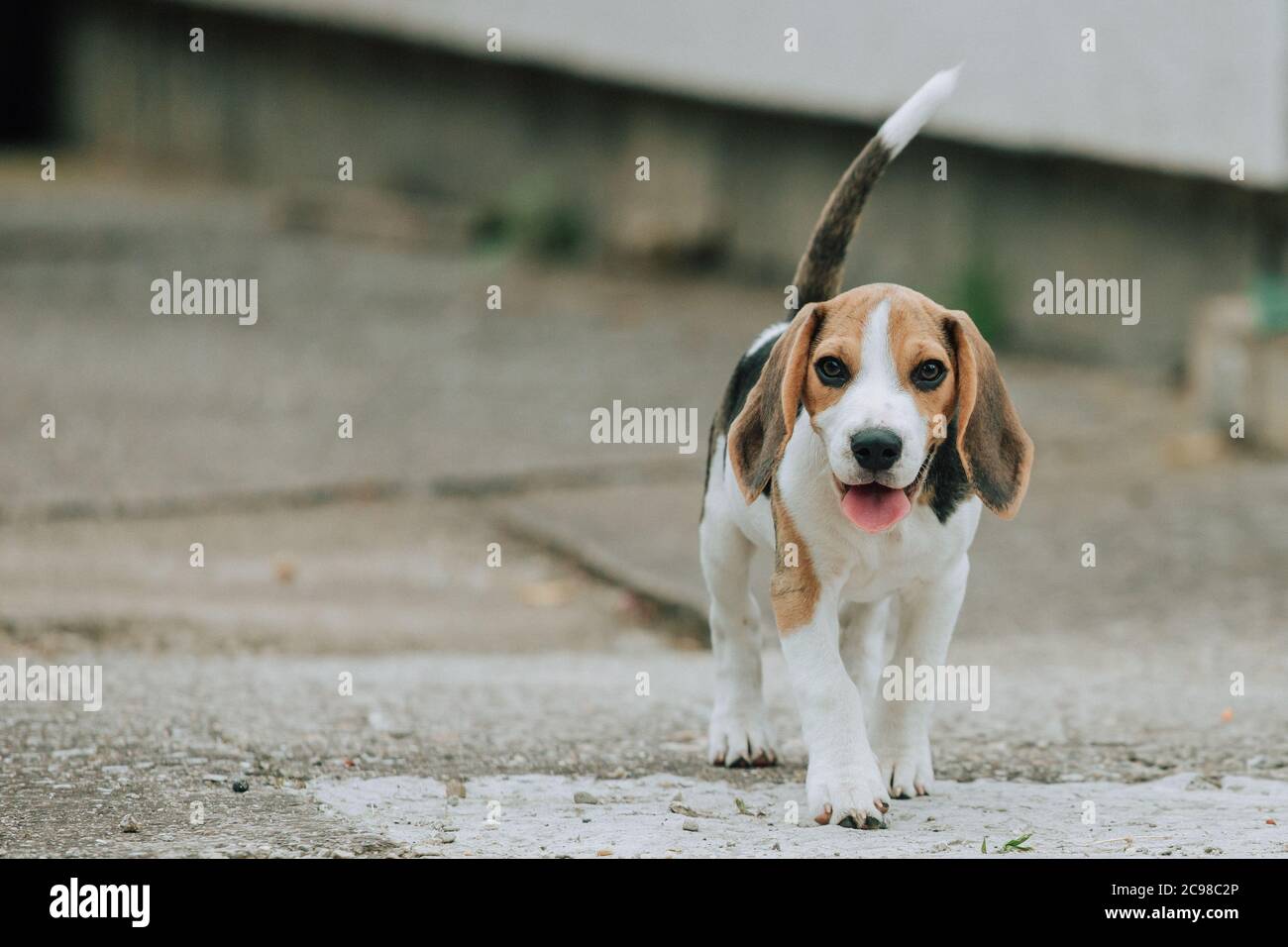 Carino maschio cucciolo di Beagle, 3 mesi, in piedi nel cortile Foto Stock