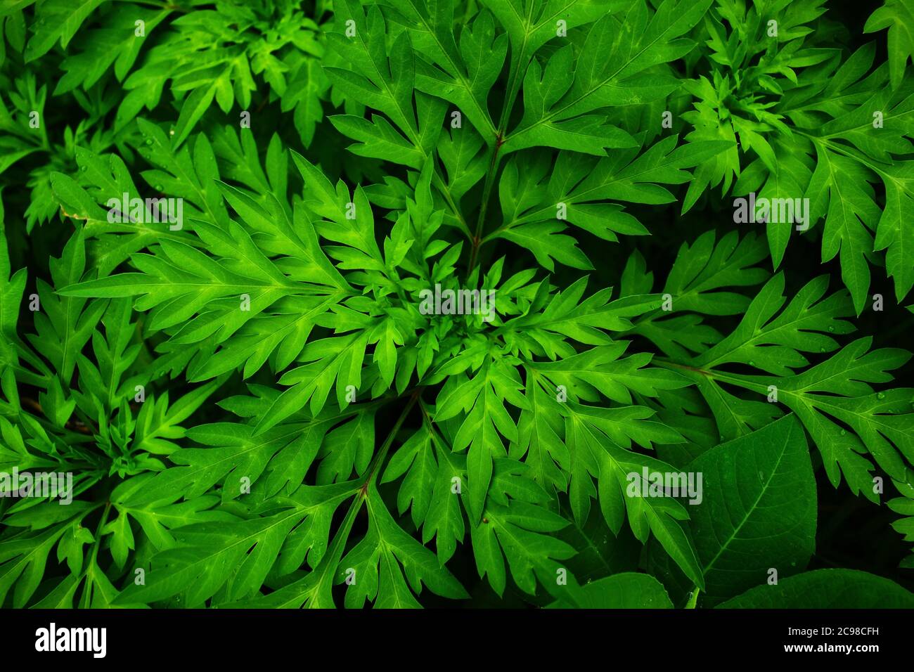 Un arbusto è una pianta legnosa che è tipicamente meno di 8 metri di altezza. A differenza di un albero, arbusti hanno diversi steli e variano ampiamente in dimensioni Foto Stock