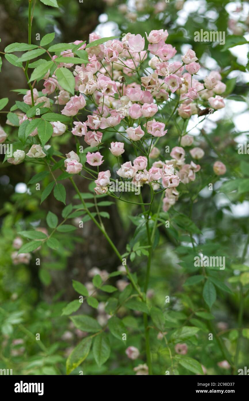 fiori rosa pallido del bordo del giardino Foto Stock