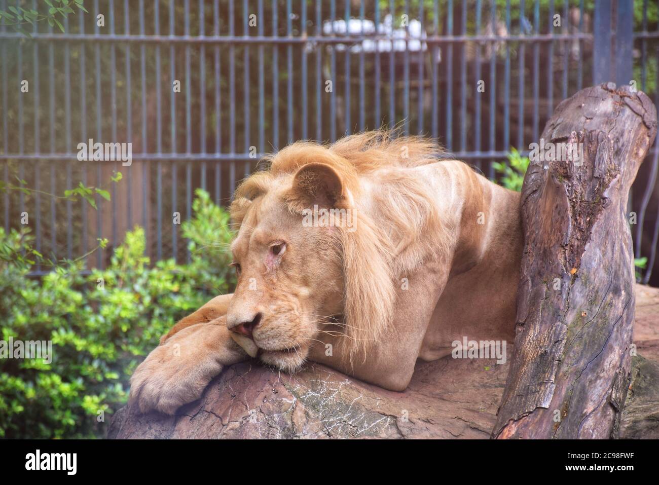 Un leone malato e leone affamata nello zoo Foto Stock