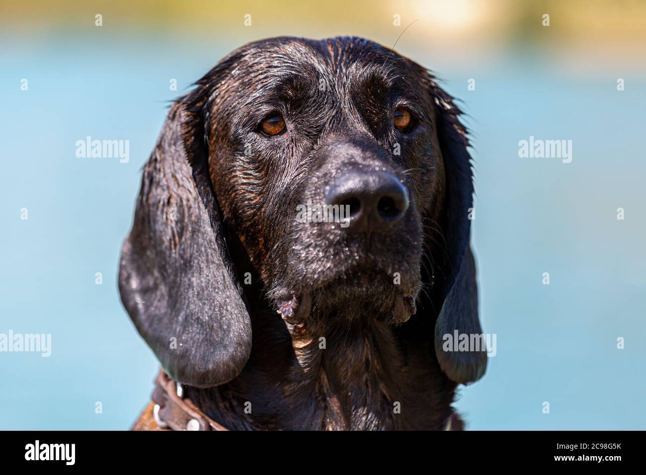 Ritratto di un cane hanovero in un lago Foto Stock