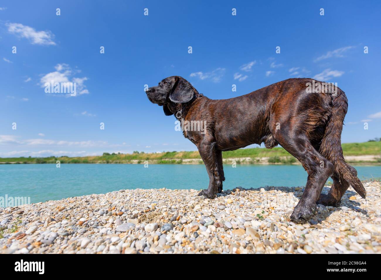 Ritratto di un cane hanovero in un lago Foto Stock