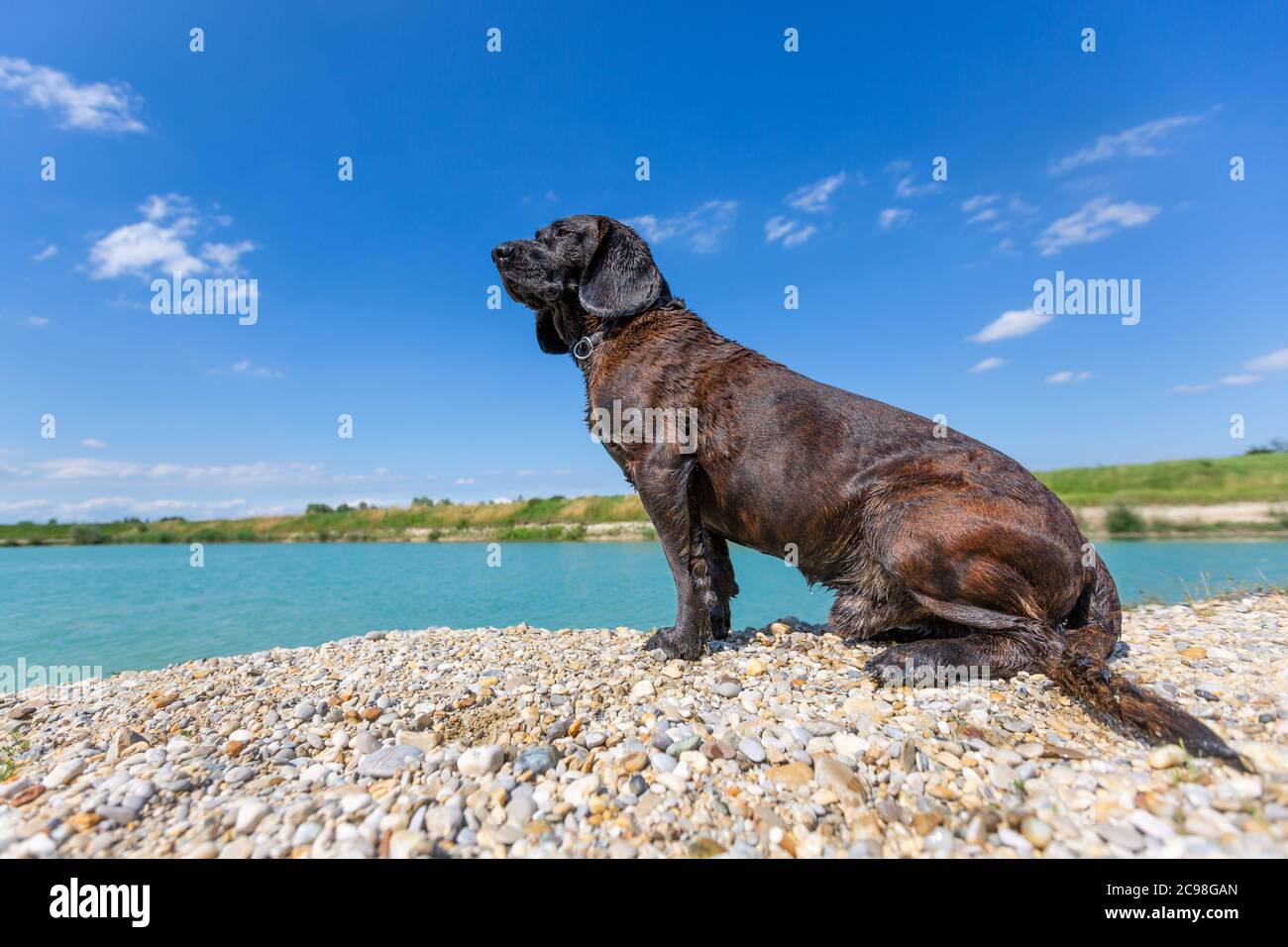 Ritratto di un cane hanovero in un lago Foto Stock