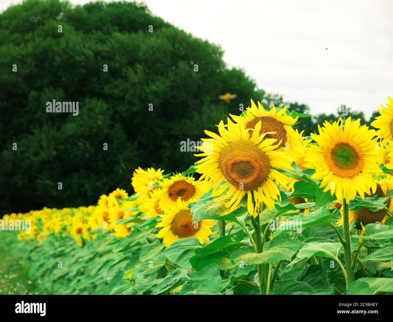 Magnifica foto di girasoli che ricordano la stagione estiva Foto Stock