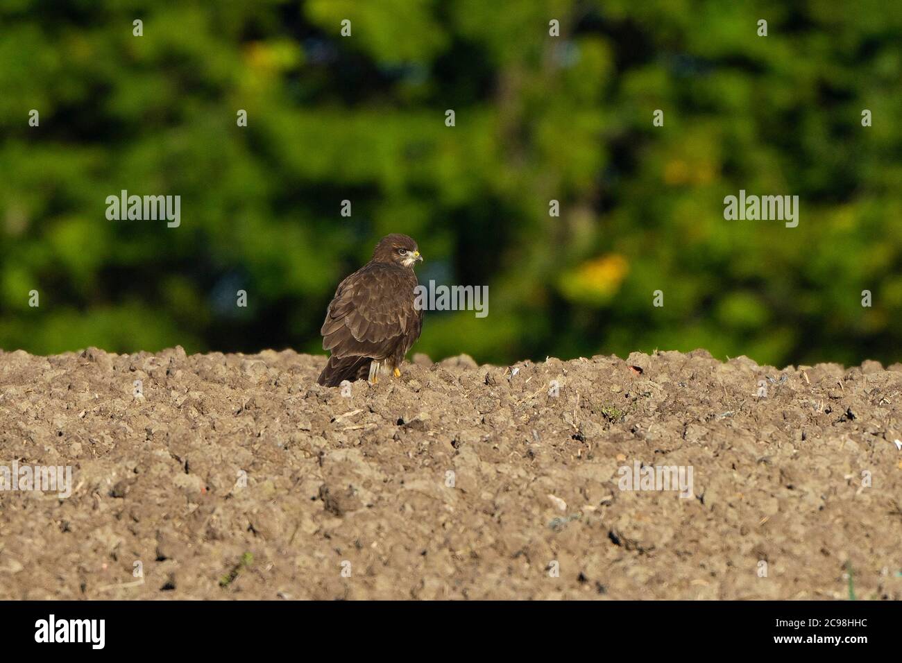 Buzzard- Buteo buteo perches in campagna. Estate Foto Stock