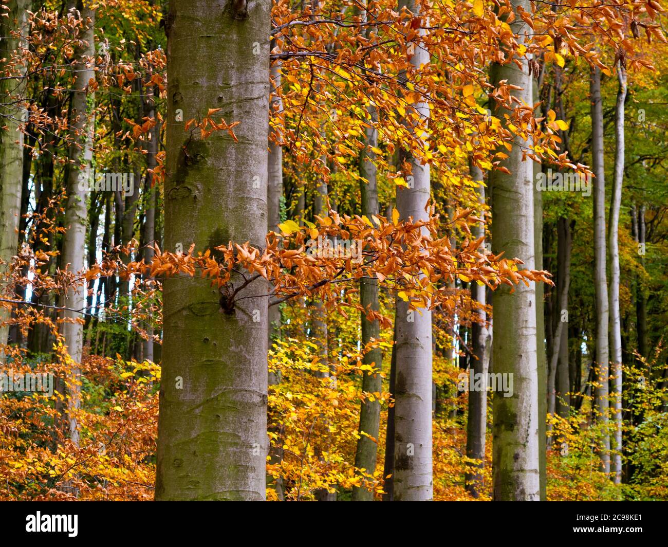 Alberi d'autunno nel bosco di Linacre Reservoir vicino a Chesterfield nel Derbyshire Peak District Inghilterra Regno Unito Foto Stock