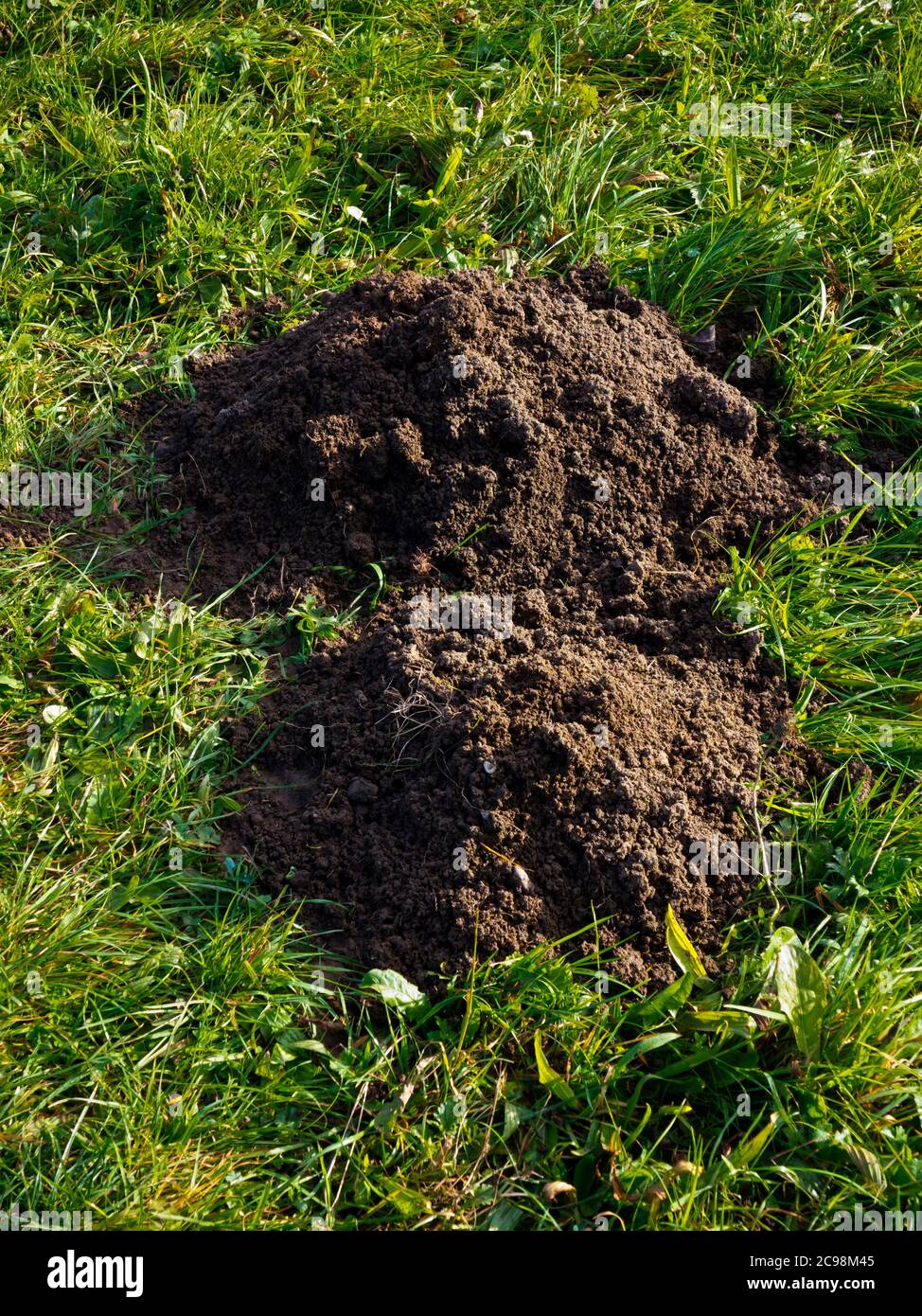 Due colline mole in un giardino su un prato erboso. Foto Stock