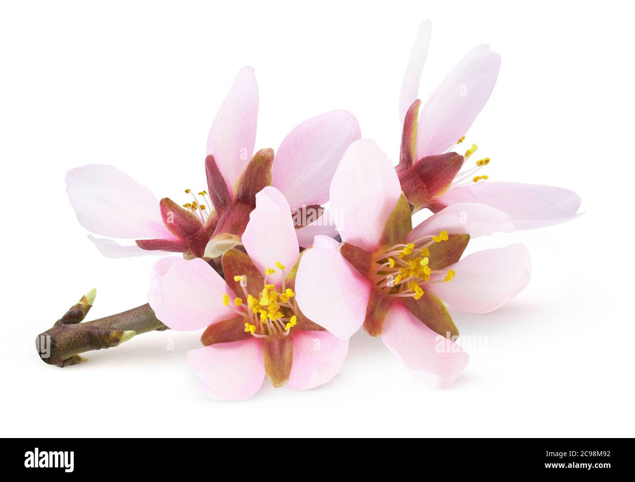 Fiori di mandorle isolati. Fiori rosa di mandorle su un ramo isolato su sfondo bianco Foto Stock