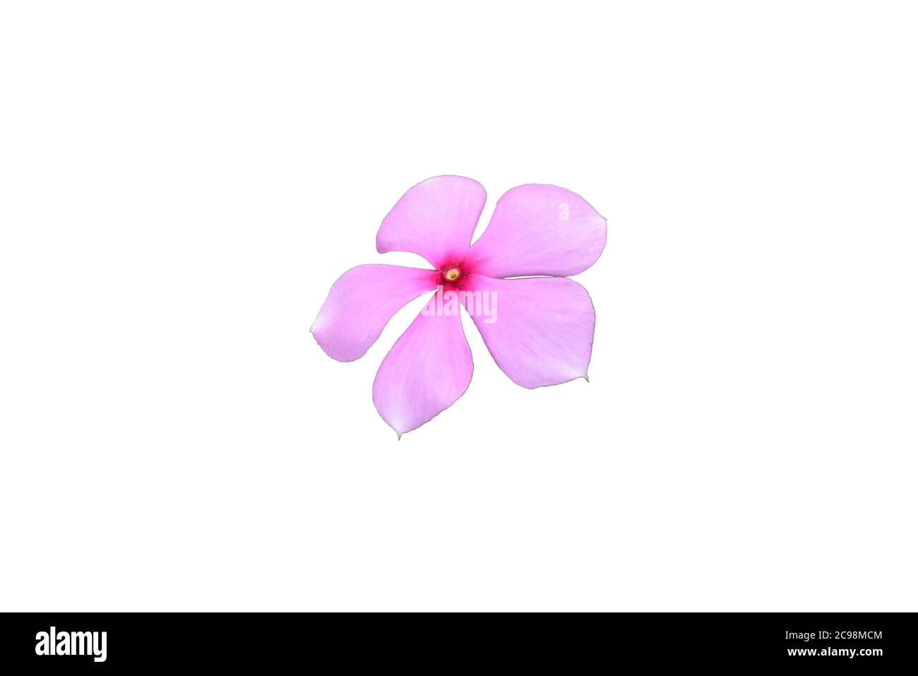 Madagascar Periwinkle o fiore rosa isolato con sfondo bianco Foto Stock