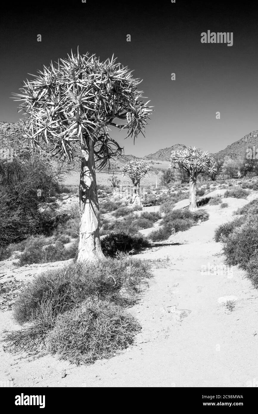 Alberi di quiver, Aloidendron dichotomum, a Monocromo, accanto ad un sentiero, nella Riserva Naturale Goegap, Foto Stock
