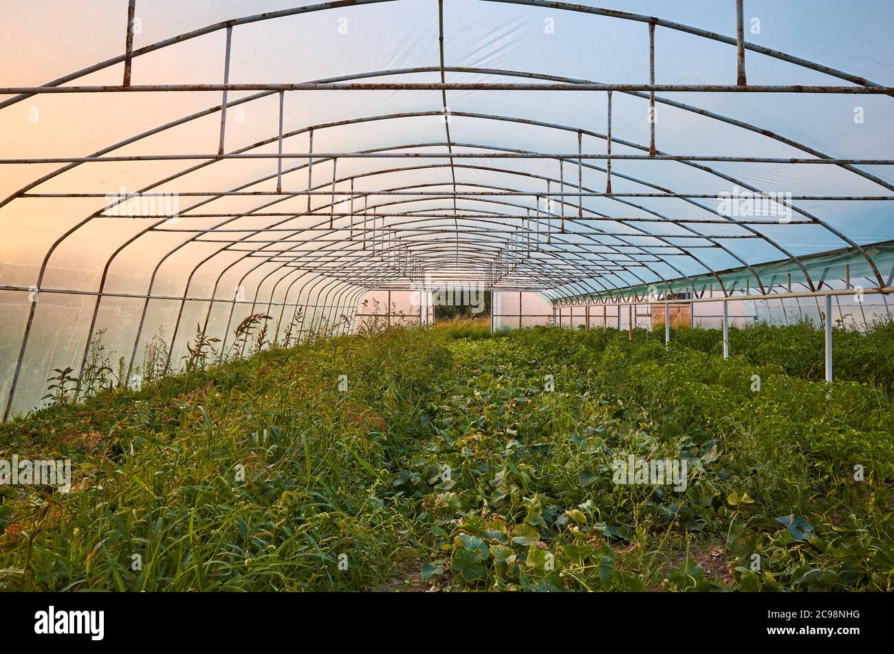 Un vecchio interno serra al tramonto. Foto Stock