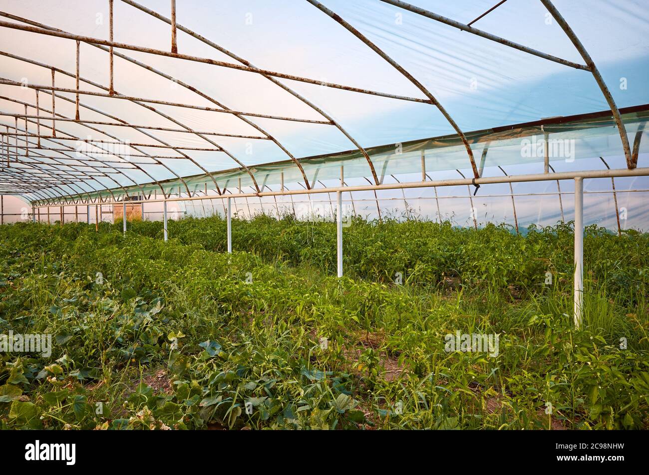 Un vecchio interno serra al tramonto. Foto Stock