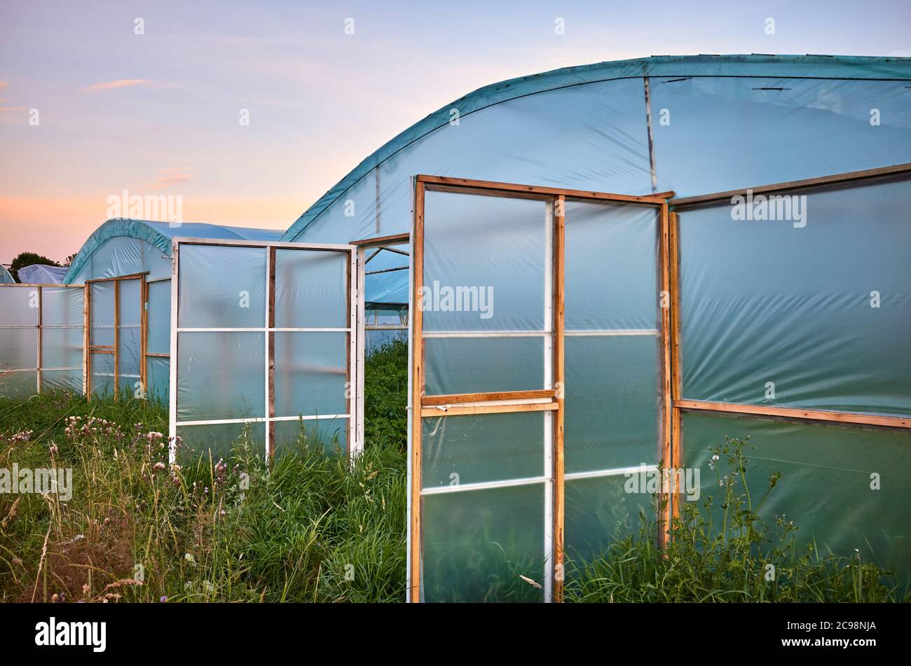 Fila di serre con porte aperte al tramonto. Foto Stock