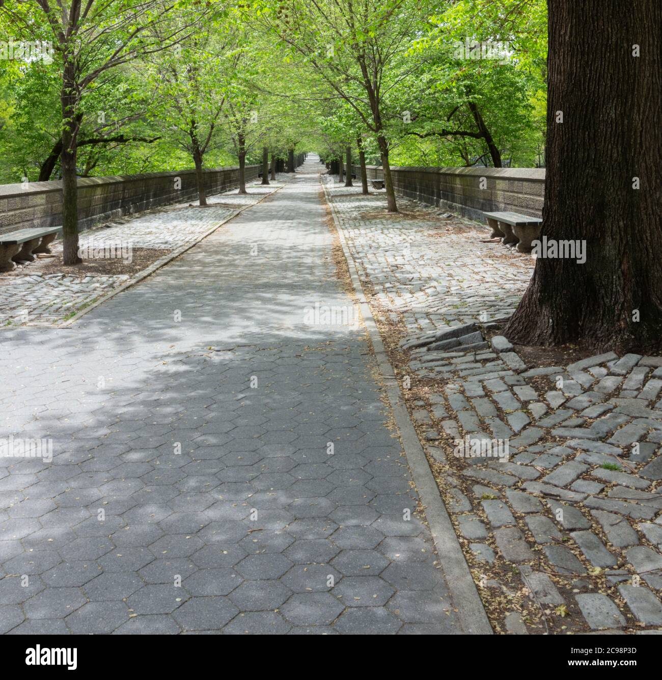 un percorso di ciottoli grigio e alberato che scompare in lontananza in un parco con spazio di copia Foto Stock