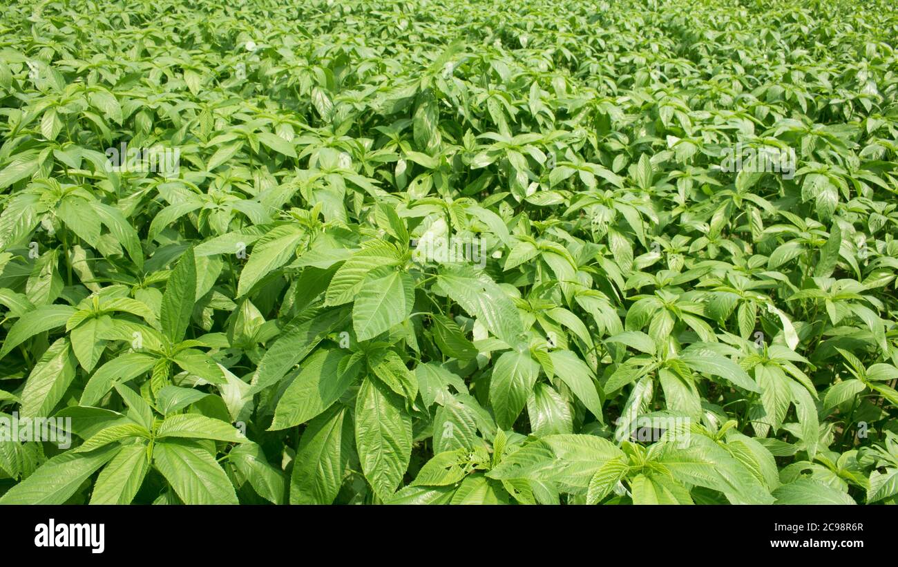 Foglie fresche di pianta di iuta. Coltivazione della iuta in Bangladesh. La  iuta viene estratta dalla corteccia della pianta di iuta bianca (Corchorus  capsularis) e ad una lesse Foto stock - Alamy