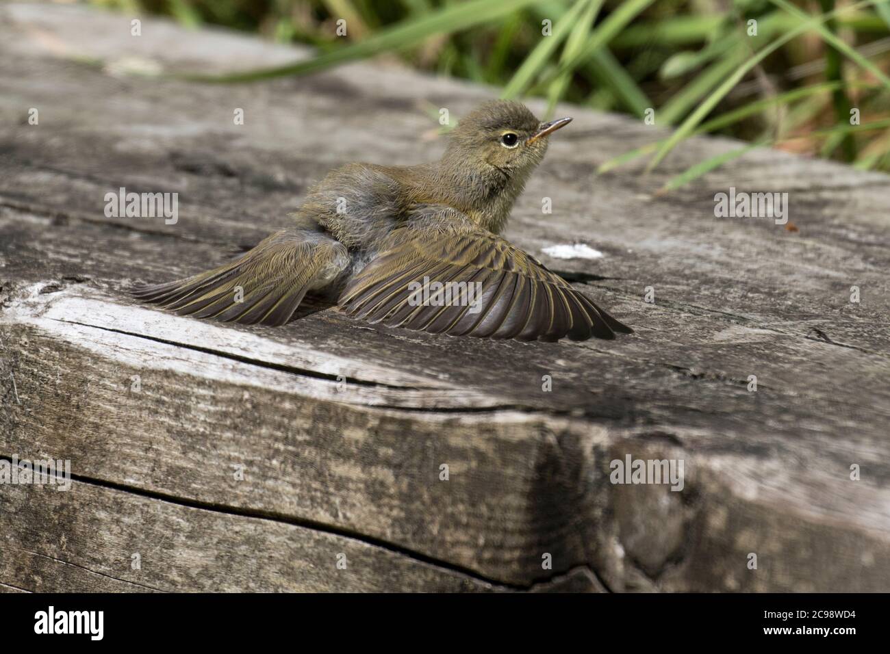 Chiffchaff prendere il sole Foto Stock