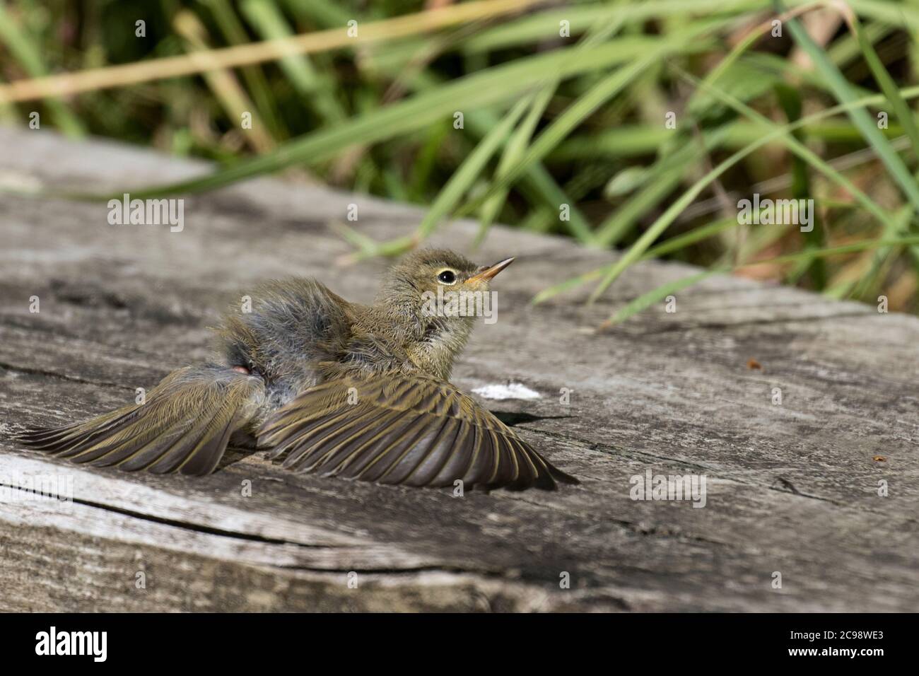 Chiffchaff prendere il sole Foto Stock