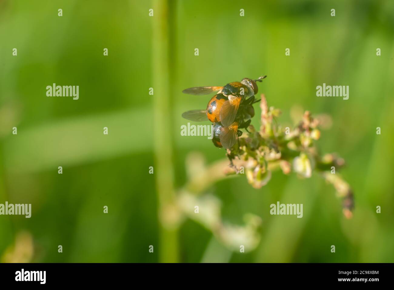 Due vespe l'una sopra l'altra nell'erba. Foto Stock Due vespe l'una sopra l'altra nell'erba. Foto Stock