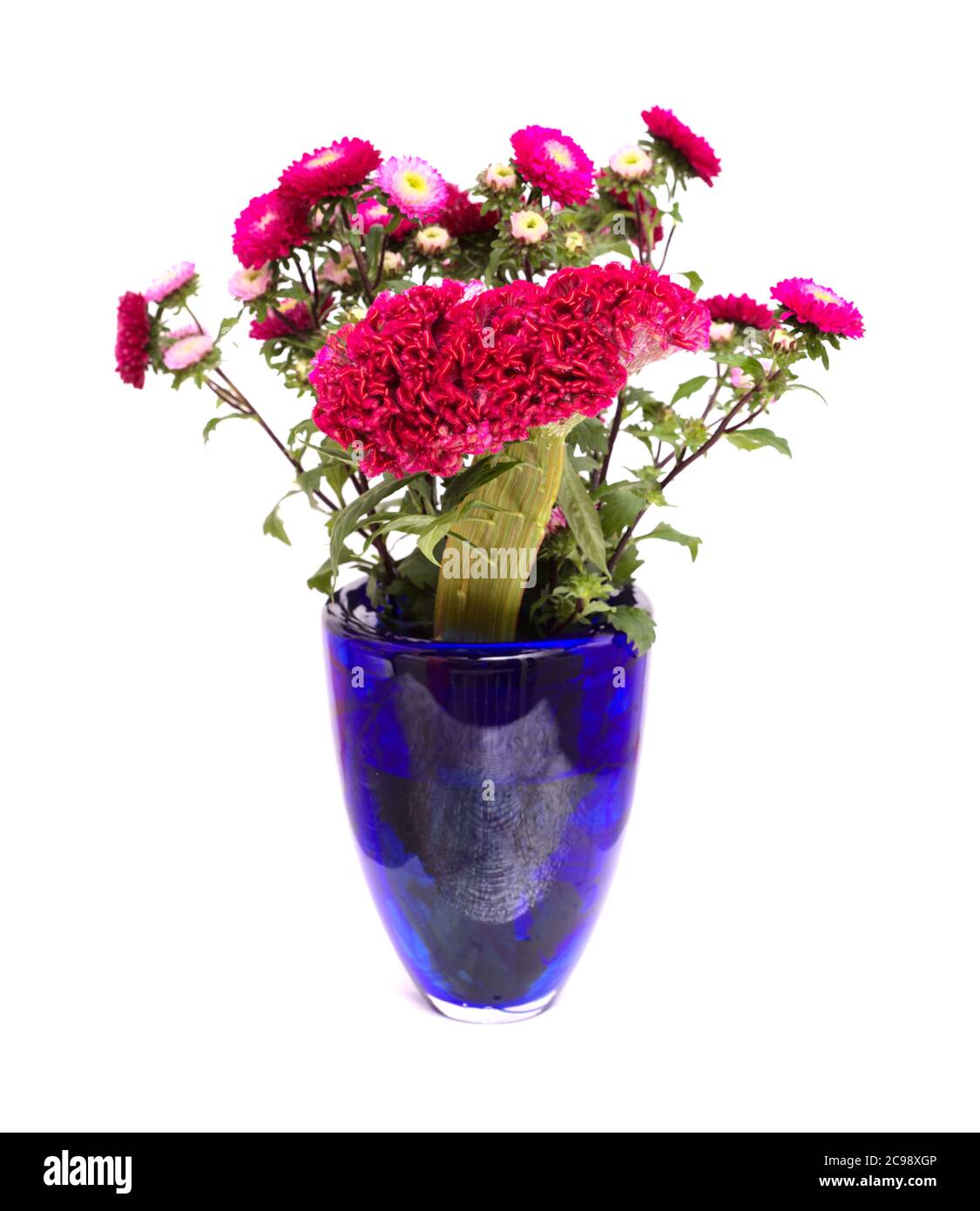 Chinese aster, Callistephus chinensis, isolato su fondo piano Foto Stock