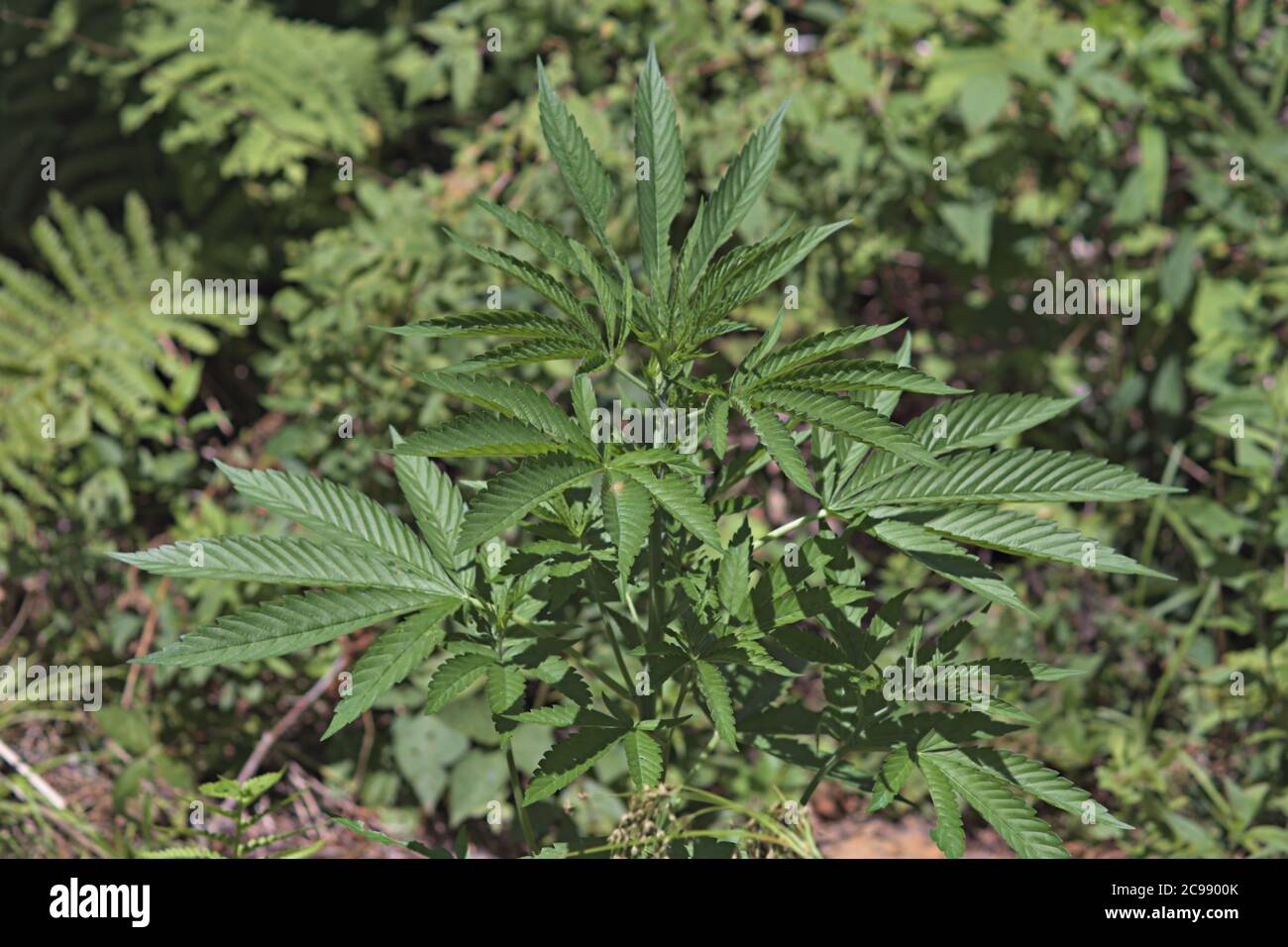 cannabis, pianta di marijuana che cresce all'aperto Foto Stock