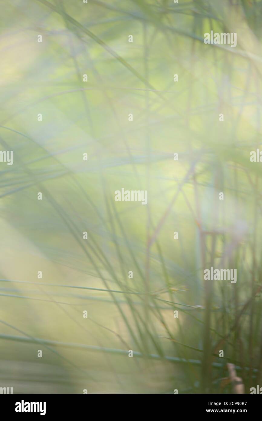 trama di fondo con erba verde sfocata Foto Stock