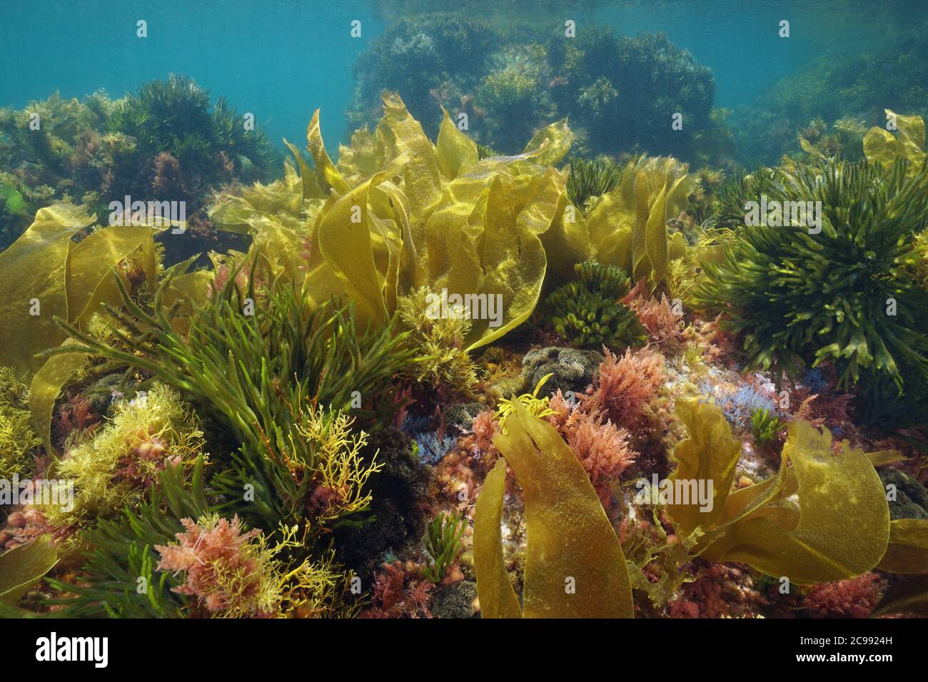 Colori di alghe marine sott'acqua nell'oceano Atlantico, Galizia, Spagna, Pontevedra Foto Stock