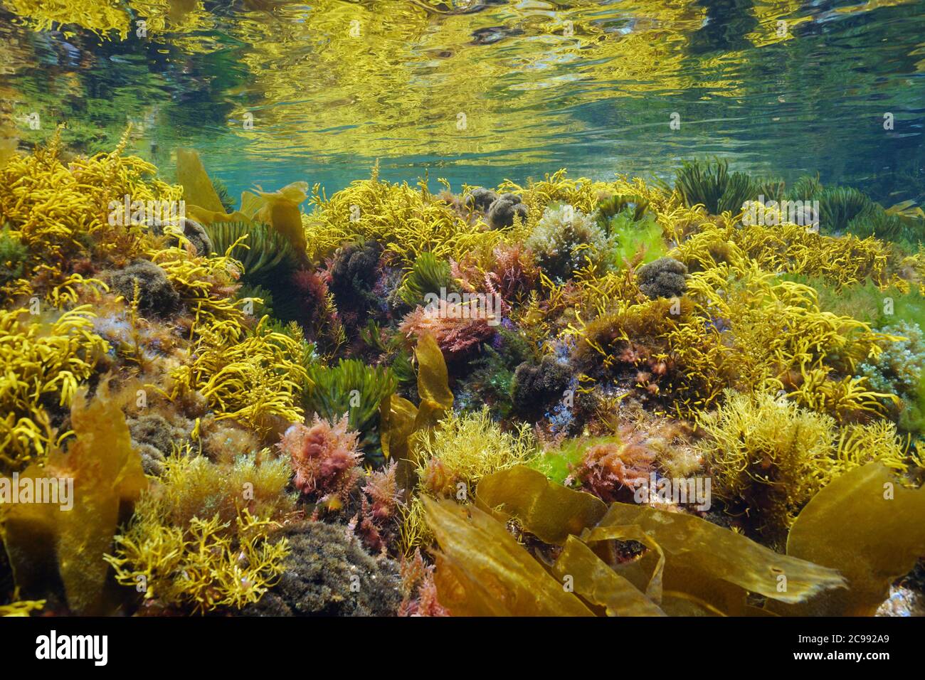 Alghe marine colorate sottomarine in acque poco profonde, oceano Atlantico, Galizia, Spagna, Pontevedra Foto Stock