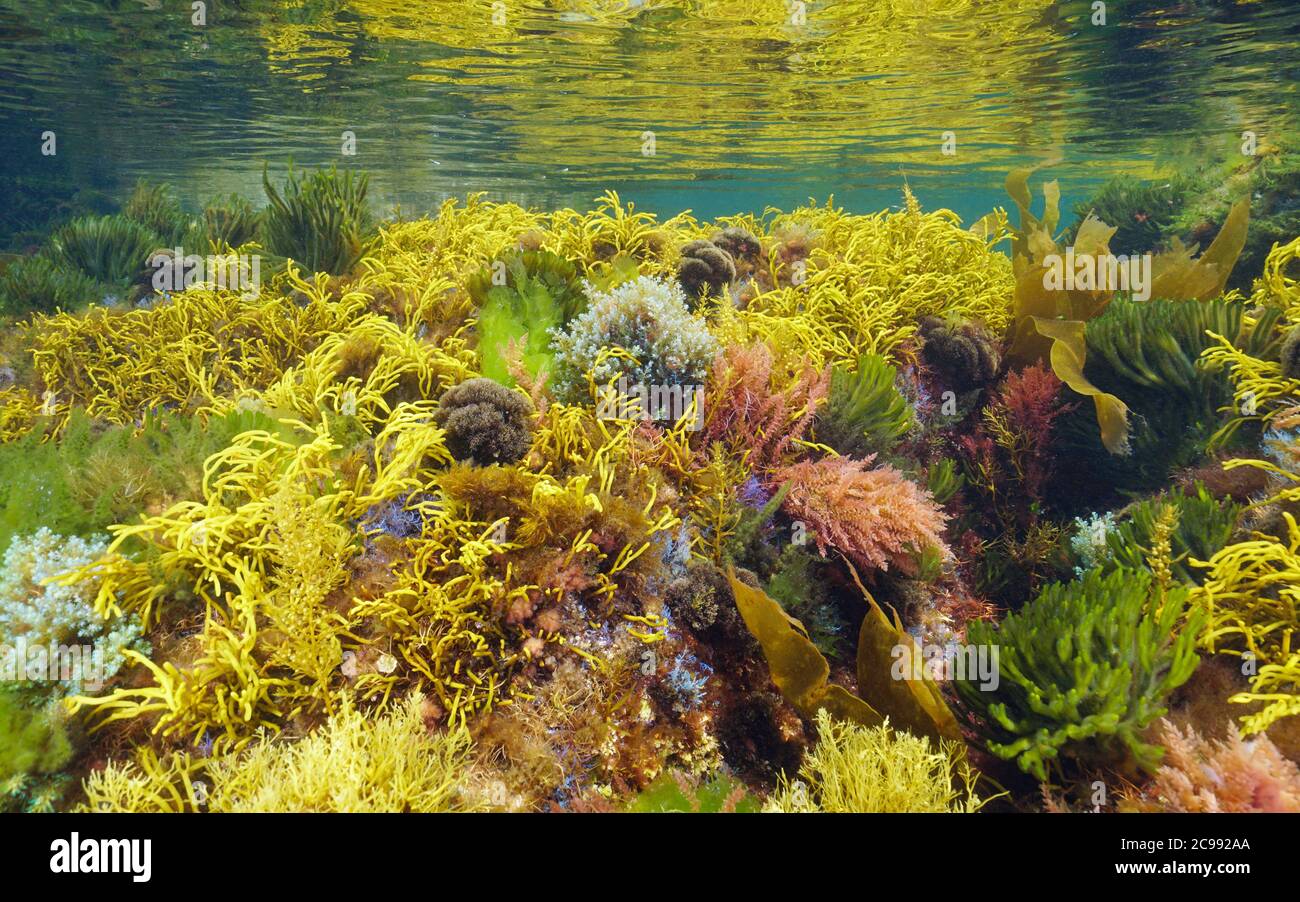 Alghe marine colorate sottomarine in acque poco profonde, oceano Atlantico, Galizia, Spagna, Pontevedra Foto Stock