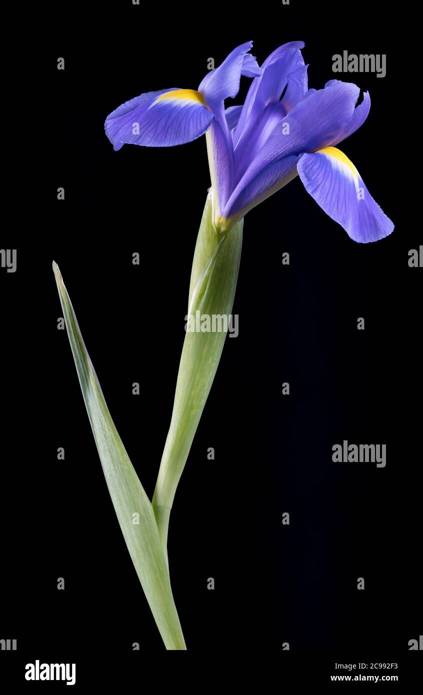 Viola Iris fotografato su uno sfondo nero chiaro Foto Stock