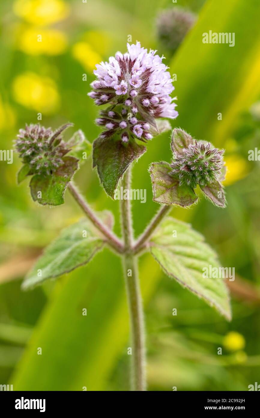 La menta acquatica (Mmentha aquatica), una pianta fiorente che cresce in una zona umida del bordo del laghetto, Regno Unito Foto Stock