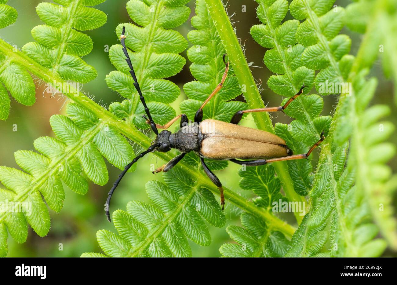 Maschio Stettoleptura rubra, il rosso-bruno longhorn Beetle, una specie di scarabei appartenenti alla famiglia Cerambycidae, UK Foto Stock