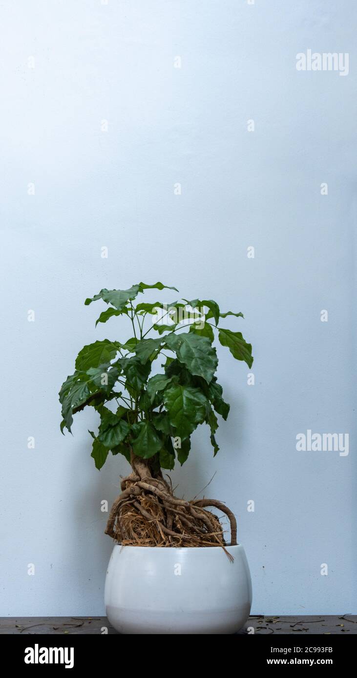 Pentola decorativa pianta su sfondo bianco Foto Stock