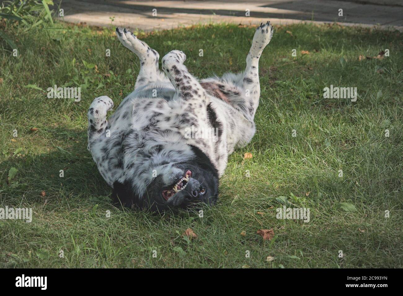 un cane carino che rotola in giro nell'erba e che è felice Foto Stock