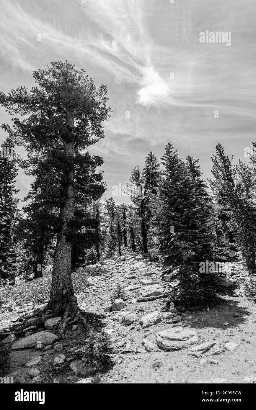 Percorso roccioso bianco e nero che conduce alla foresta sotto il cielo nuvoloso. Foto Stock