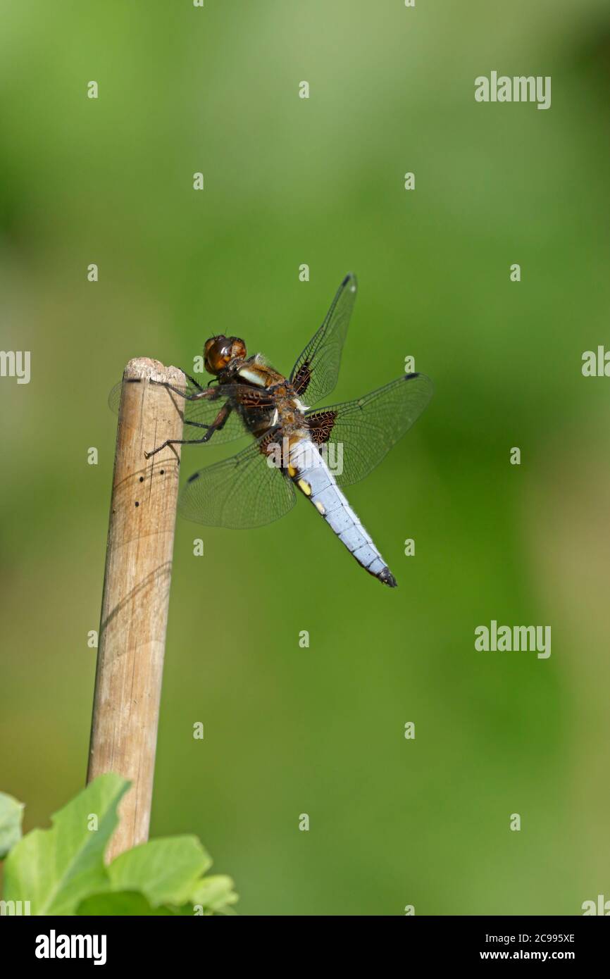 Chaser maschio corposo arroccato su una canna da giardino Foto Stock