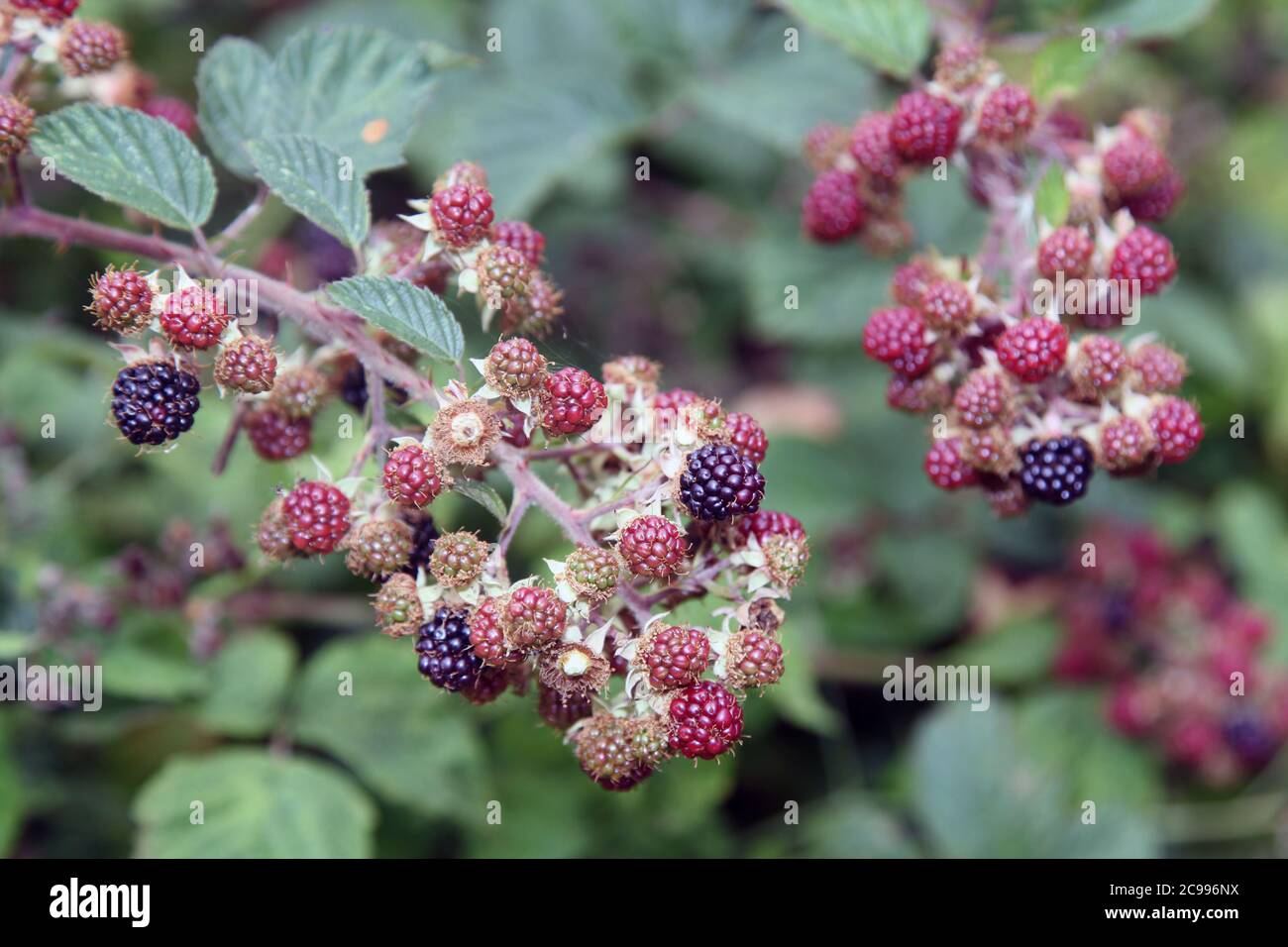 Black and Red Blackberries su blackberry Bush a Surrey, Regno Unito, giugno 2020 Foto Stock
