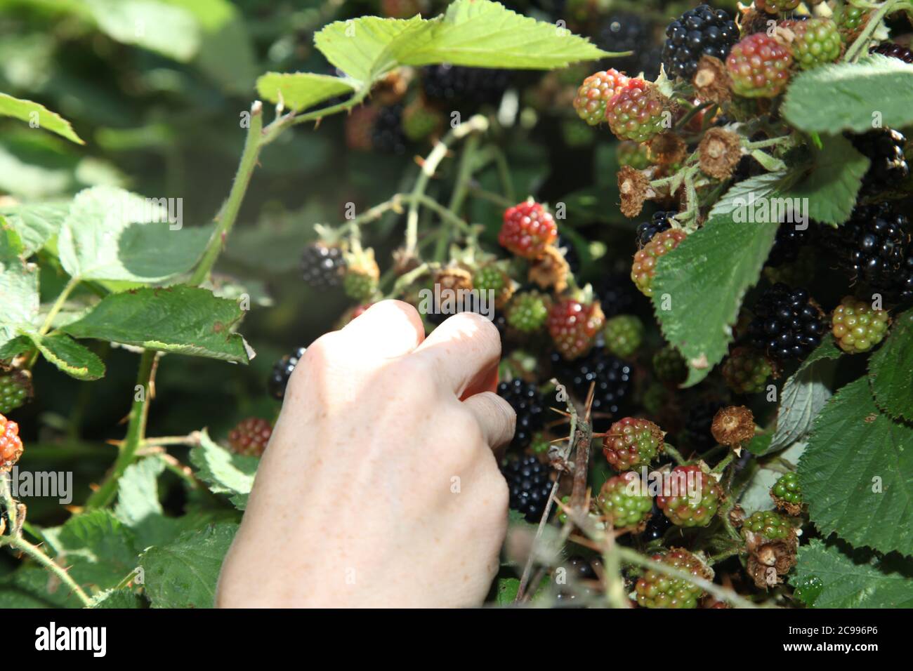 Raccolta di bacche nere mature fresche dal cespuglio in campagna, Surrey, Regno Unito, luglio 2020 Foto Stock