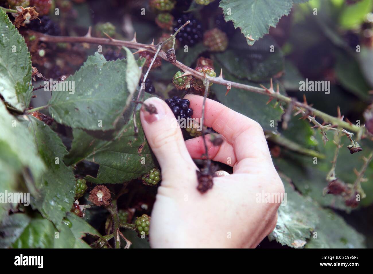 Raccolta di bacche nere mature fresche dal cespuglio in campagna, Surrey, Regno Unito, luglio 2020 Foto Stock