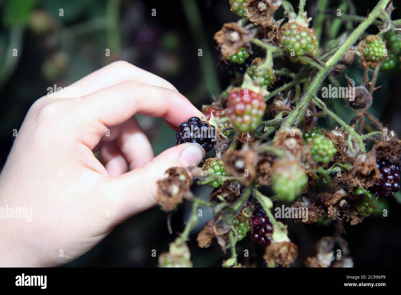 Raccolta di bacche nere mature fresche dal cespuglio in campagna, Surrey, Regno Unito, luglio 2020 Foto Stock