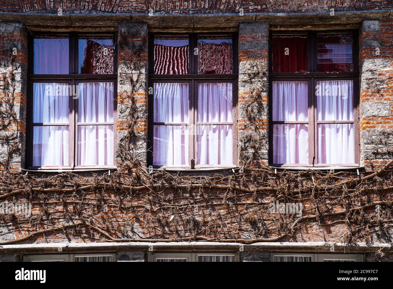 Tre finestre con cortina rosa incorniciata da un muro di mattoni Con Dead Woodbines Foto Stock