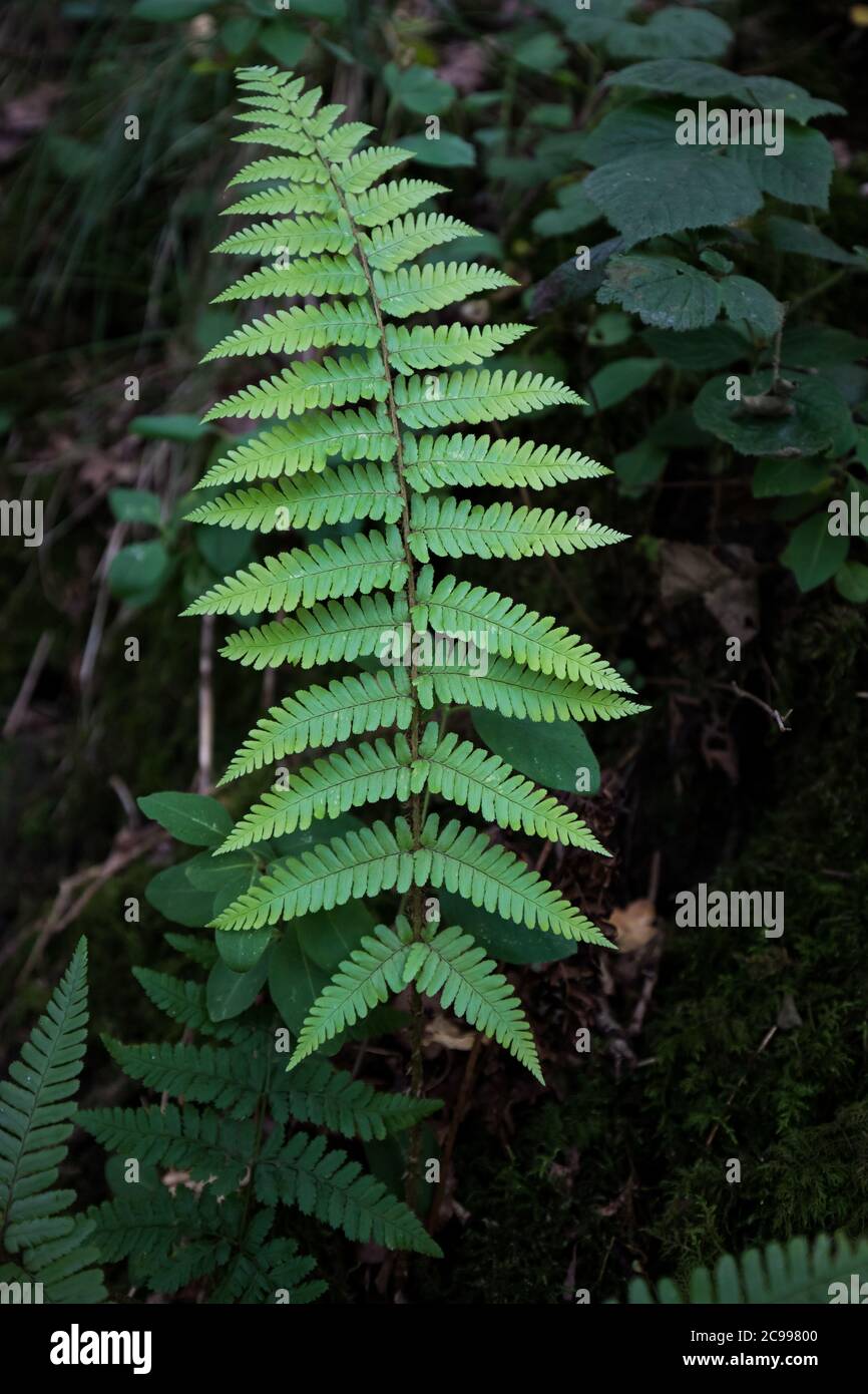 Foglie e steli di felce verdi in un bosco scuro del Regno Unito. Modelli e dettagli in natura Foto Stock