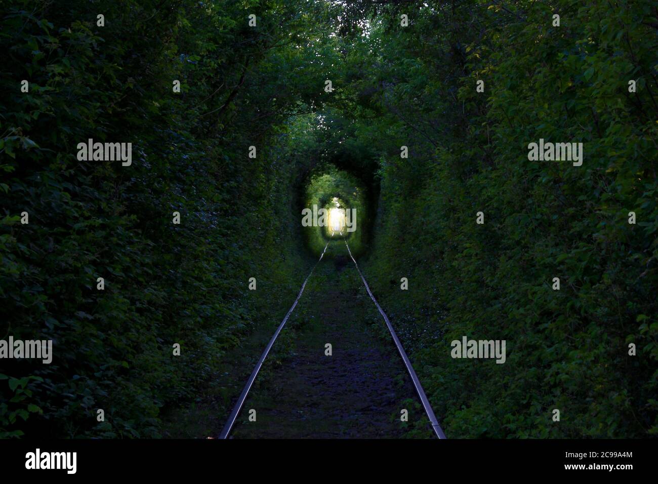 Il Tunnel dell'Amore. Meraviglie della natura. Arco naturale formato da alberi intrecciati sopra una ferrovia. Arco di tunnel verde di alberi nella foresta Foto Stock