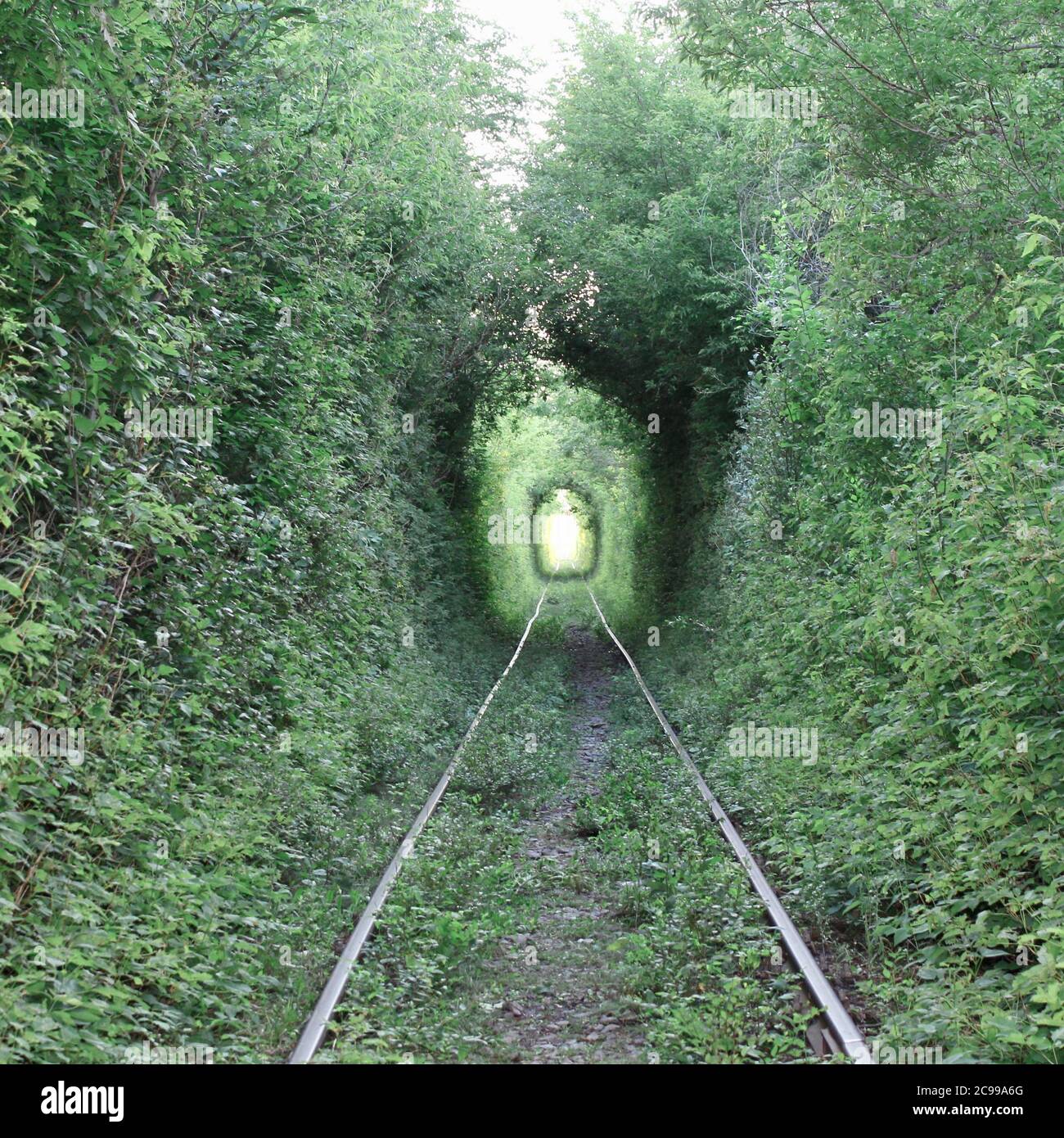 Il Tunnel dell'Amore. Meraviglie della natura. Arco naturale formato da alberi intrecciati sopra una ferrovia. Arco di tunnel verde di alberi nella foresta Foto Stock