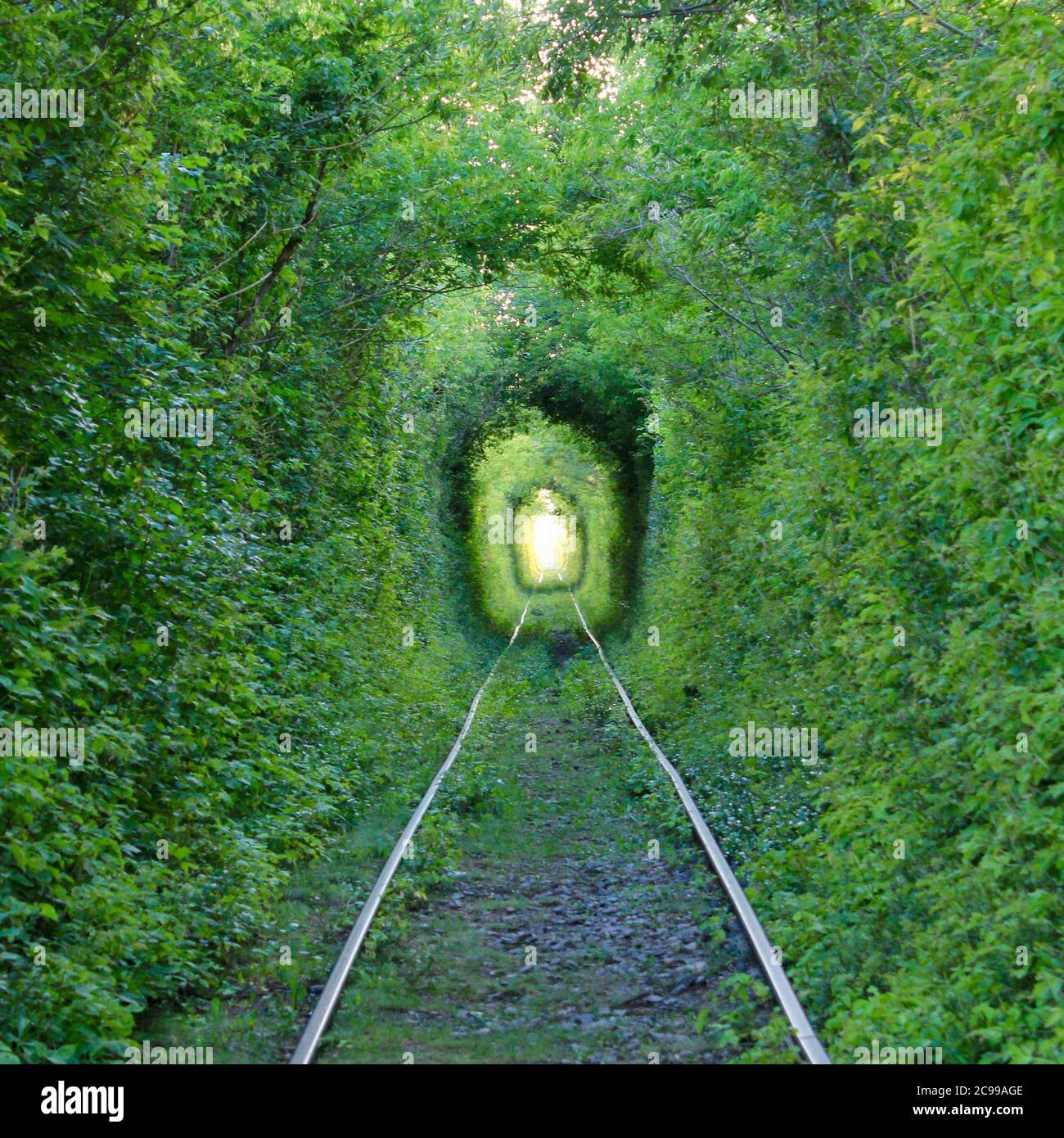 Il Tunnel dell'Amore. Meraviglie della natura. Arco naturale formato da alberi intrecciati sopra una ferrovia. Arco di tunnel verde di alberi nella foresta Foto Stock