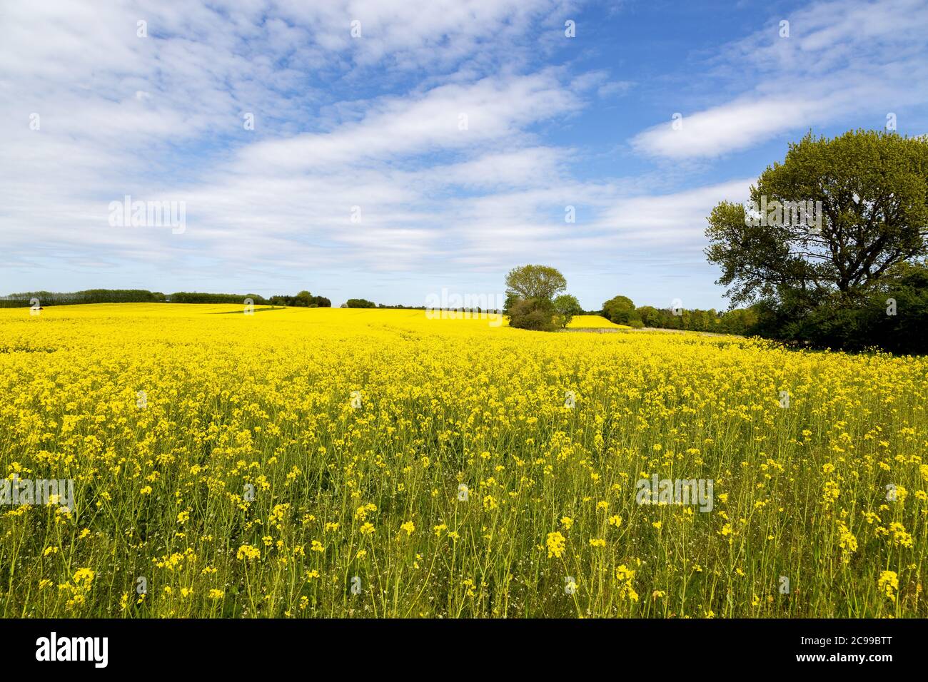 Primavera Foto Stock