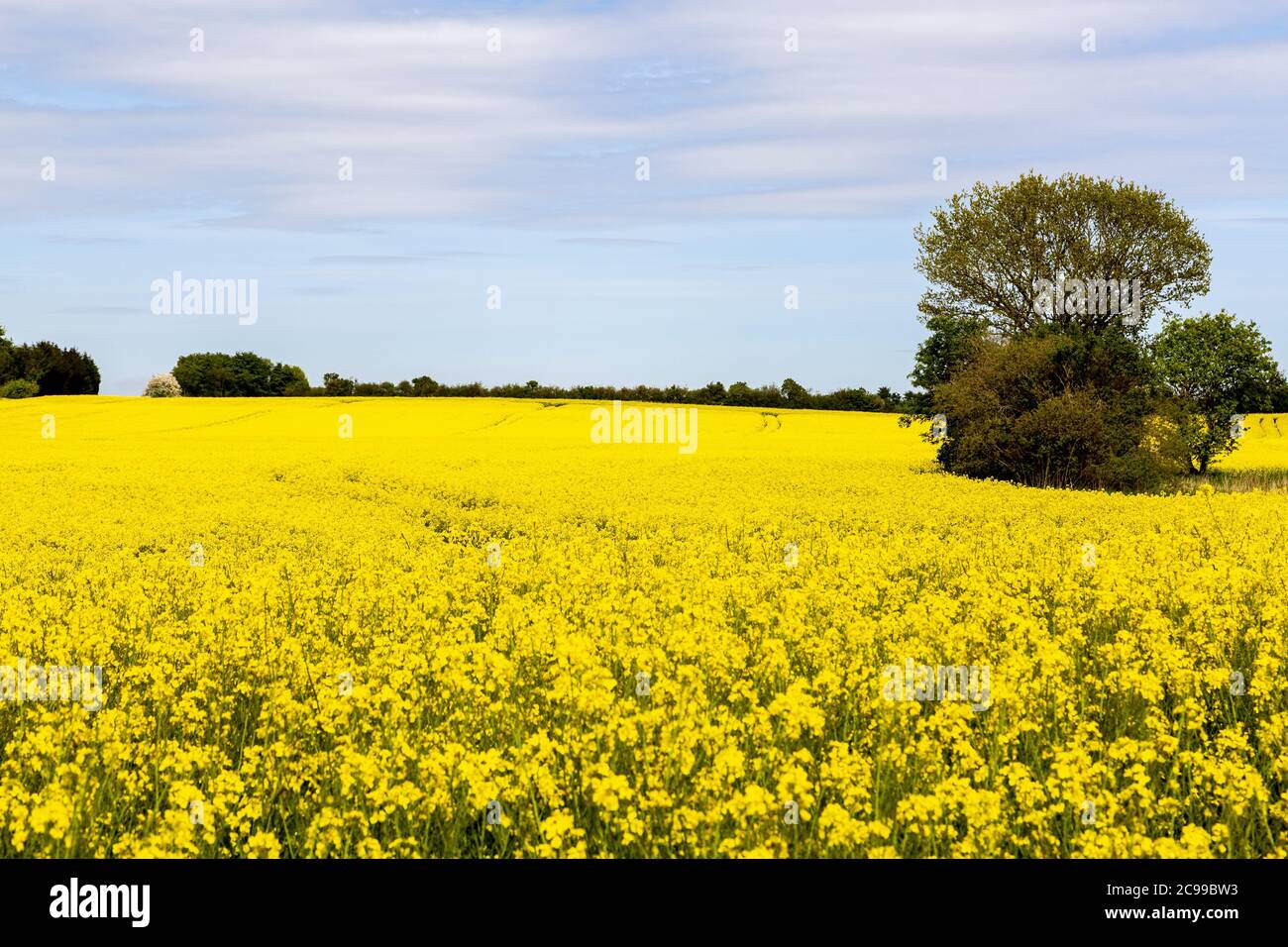 Primavera Foto Stock