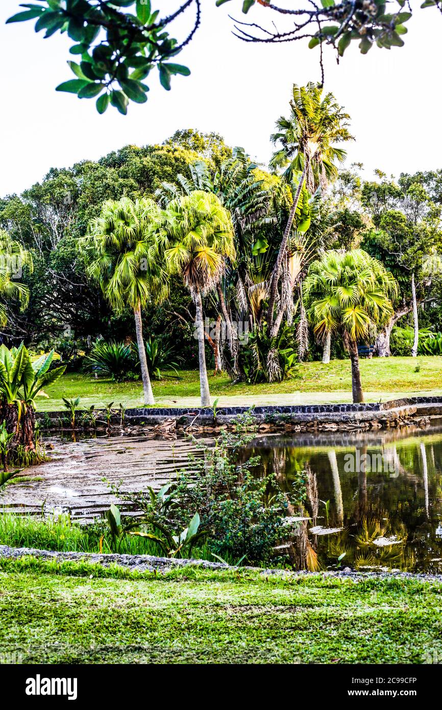 Il giardino botanico di Curepipe (o giardino botanico di Curepipe) in Route des Jardins, Curepipe, è il secondo più grande giardino botanico di Mauritius. Foto Stock