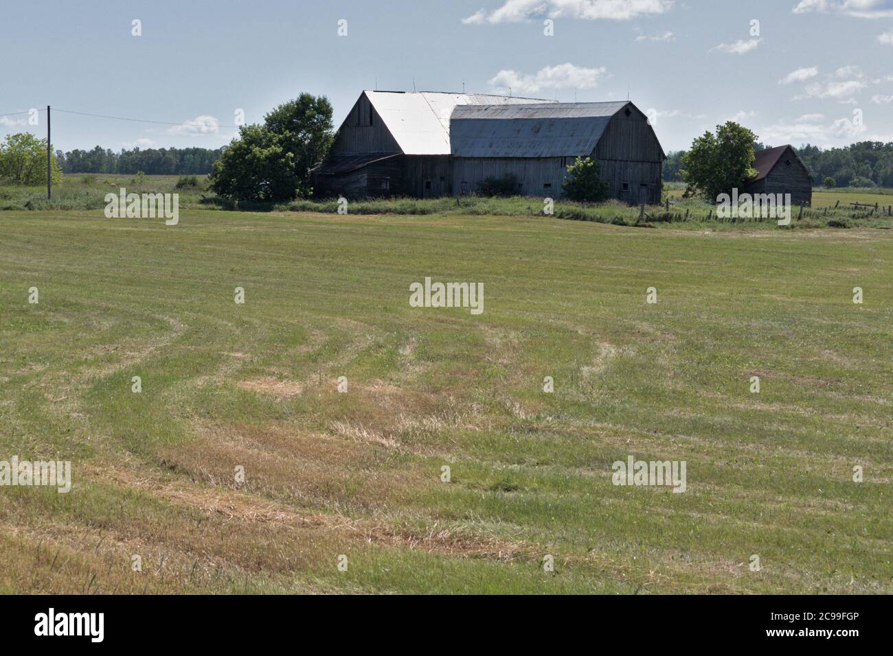 campo agricolo pieno di semi di soia e un vecchio fienile Foto Stock