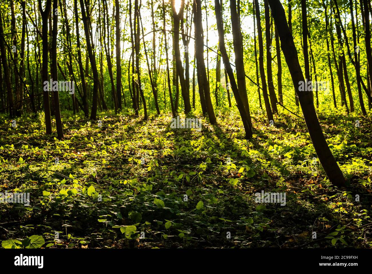 molti alberi giovani che gettano ombre, molti alberi giovani in una foresta, di colore verde Foto Stock